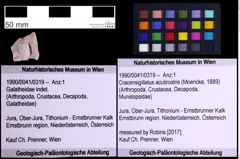 Foto (Objekt + Etiketten) von Cracensigillatus acutirostris (Moericke, 1889) (NHMW-GEO-1990-0041-0319)